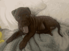 a brown puppy is laying on a blanket with its tongue hanging out