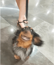 a dachshund on a leash with a woman 's foot in the background