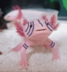 a pink axolotl with purple stripes on its body is standing on its hind legs on a sandy surface .