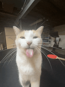 a cat sticking its tongue out while looking at a ping pong paddle