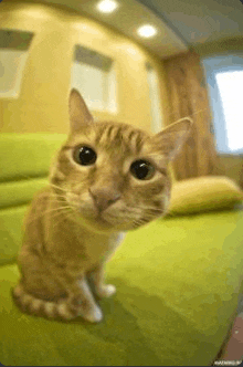 a cat is sitting on a green couch and looking up at the camera