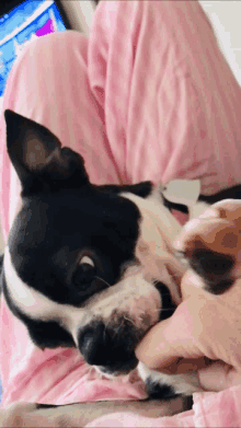 a black and white dog is being held by a person in pink pajamas