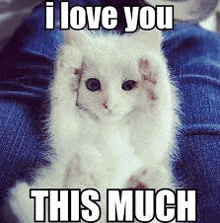 a white kitten is sitting on someone 's lap and says i love you this much .