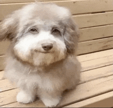 a small dog is sitting on a wooden bench looking at the camera .