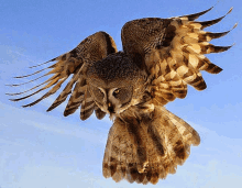 an owl is flying in the blue sky with its wings spread