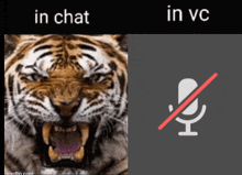 a picture of a tiger with the words in chat and in vc behind it