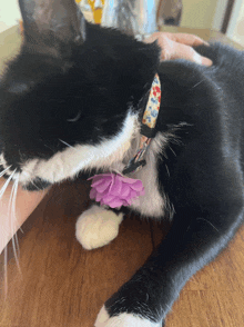 a black and white cat with a purple flower collar