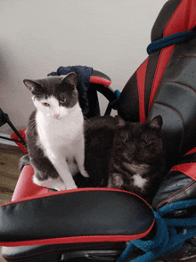 a gray and white cat sits on a black and red chair