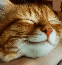 a close up of an orange and white cat sleeping