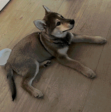 a dog laying on a wooden floor looking up at the camera