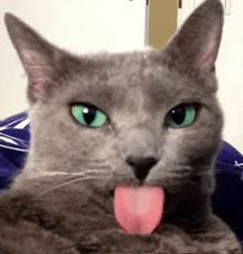 a gray cat with green eyes sticking its tongue out