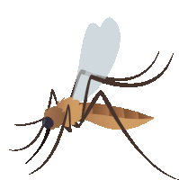 an illustration of a mosquito with its wings extended