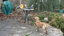 a dog standing in front of a table with a yellow item on it that says ' soap bubbles '