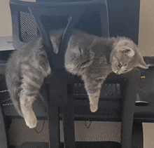 two cats are laying on a black chair