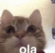 a close up of a cat 's face with the words `` ola '' on it .