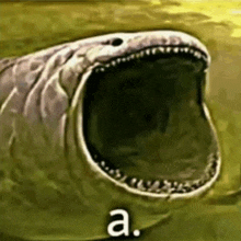 a painting of a shark with its mouth open and the letter a written next to it .