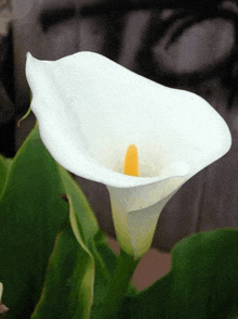 a close up of a white calla lily flower with a yellow center .