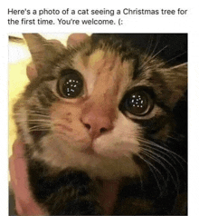 a picture of a cat seeing a christmas tree for the first time you 're welcome