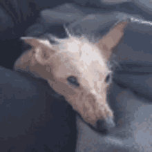 a dog is laying on a blanket on a couch .