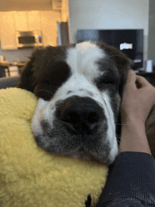 a brown and white dog laying on a yellow blanket with a tv in the background that says glare