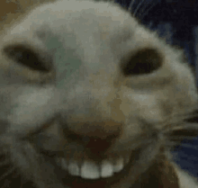 a close up of a cat 's face with a big smile on it 's face .