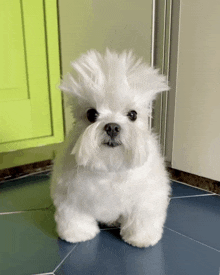 a small white dog is standing on a tiled floor