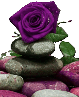 a purple rose is sitting on a pile of rocks