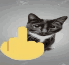 a black and white cat with a yellow middle finger behind it