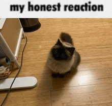 a cat is sitting on a wooden floor next to a sign that says " my honest reaction "