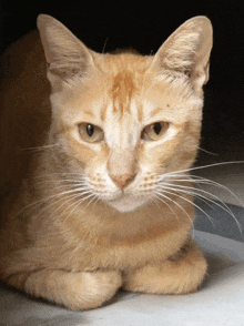 a close up of a cat with a white whisker