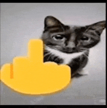 a cat is giving a middle finger with a yellow finger .