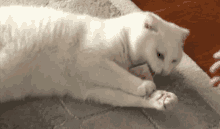 a white cat is laying on its back on a carpet and playing with a person 's hand .