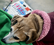 a dog is laying on a green blanket next to a book called grrpp attitude