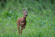 a deer with antlers is running through the grass