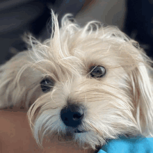 a close up of a small white dog with a blue eye