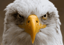 a bald eagle with a yellow beak looks at the camera