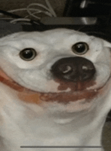 a close up of a white dog 's face with a brown collar