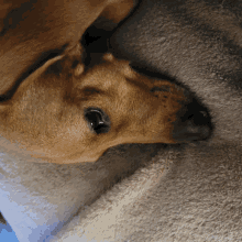 a close up of a brown dog laying on a tan blanket