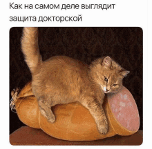 a cat is laying on top of a large sausage with a caption in russian