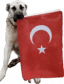 a dog is holding a red flag with a crescent moon and a star .