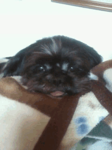 a small black dog is laying on a blanket with its tongue out