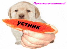 a puppy is holding a piece of bread with caviar on it and says yctnik