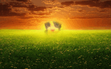 a cow standing in a field with the sun shining through the clouds