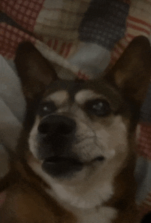 a dog laying on a bed with a plaid blanket in the background