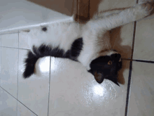 a black and white cat is laying on its back on a tile floor