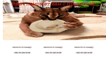 a cat is laying on a rug with a plate in its mouth