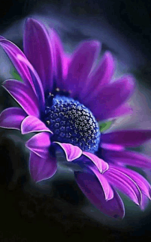 a purple flower with a blue center on a dark background