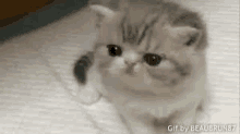 a kitten is sitting on a white blanket on a bed .