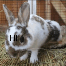 a brown and white rabbit with the word hi on its face .