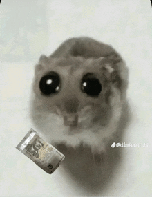 a drawing of a hamster with a 10 dollar bill in its mouth